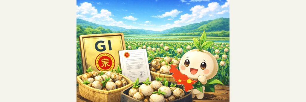 広島のくわいはなぜ有名？（福山のくわいの基礎知識）