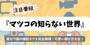 【マツコの知らない世界】激カワ猫の撮影テクを完全再現！可愛い撮り方大全